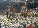 Click to see 12290075.JPG