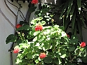 IMG_0463