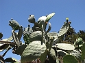 IMG_0494