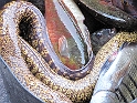 IMG_0981