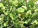 IMG_0990