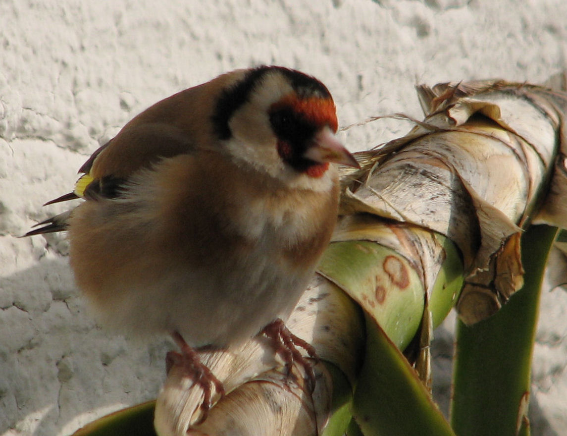 goldfinch001 