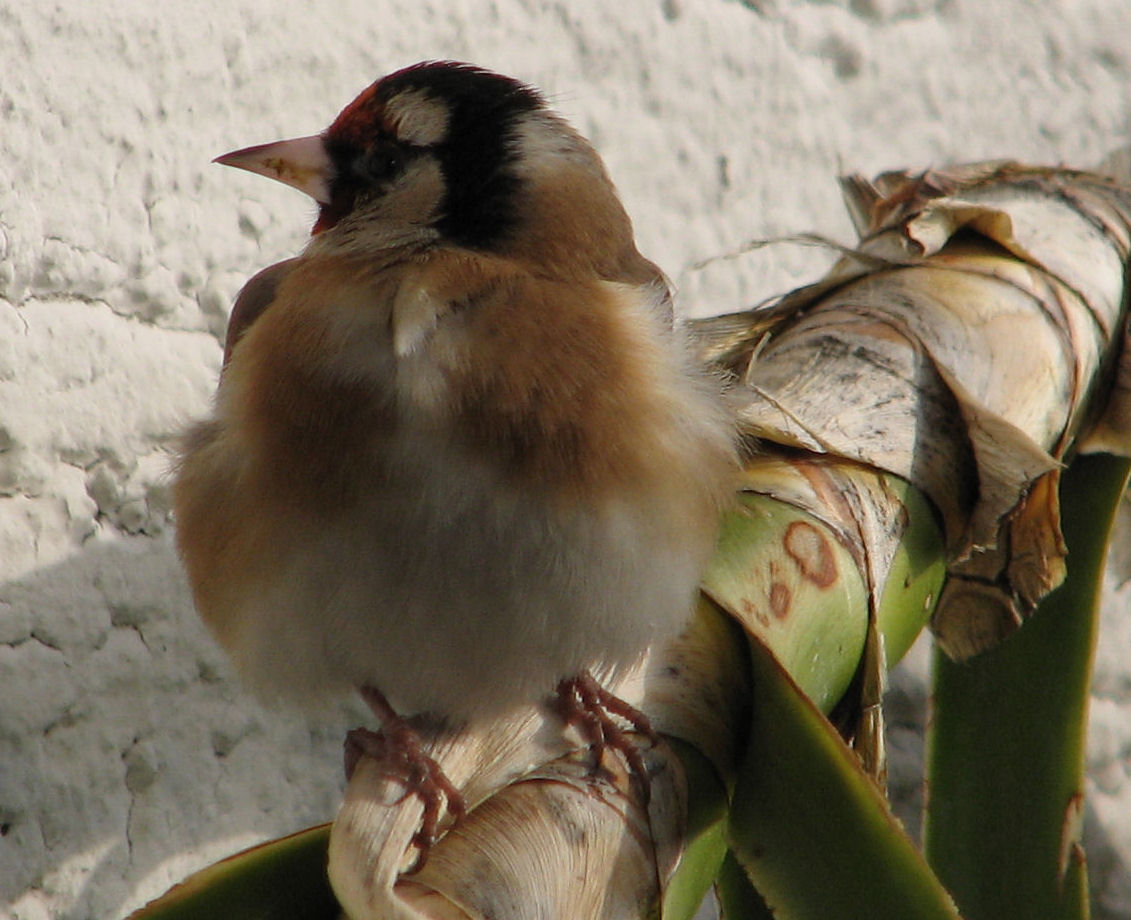 goldfinch002 