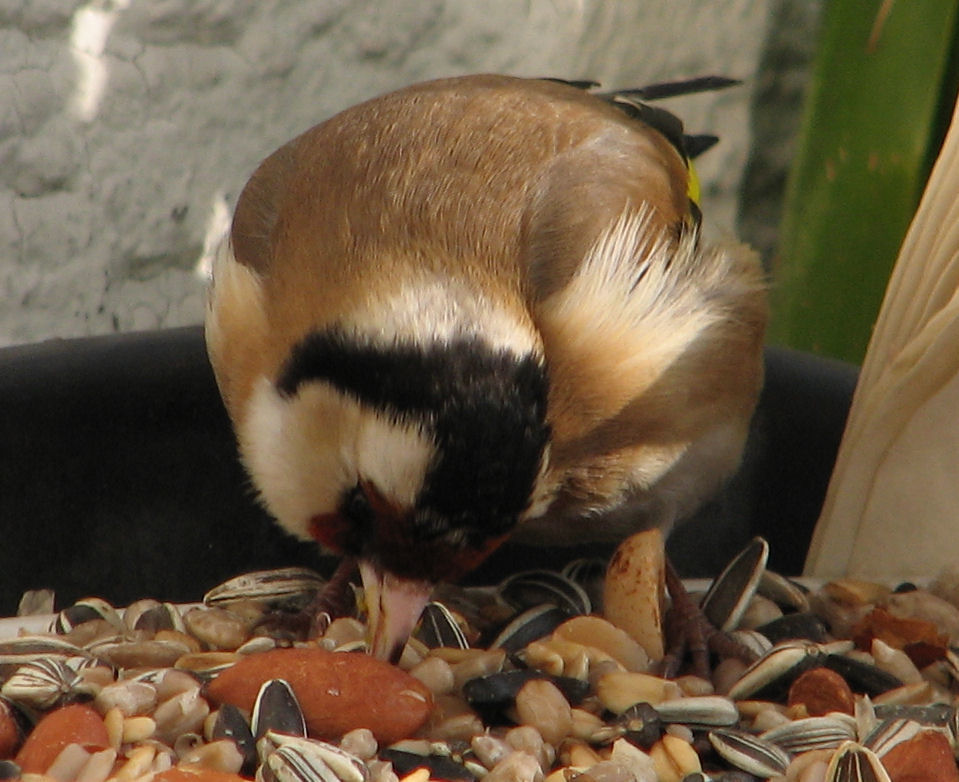 goldfinch005 