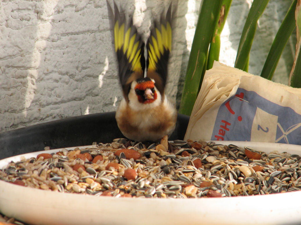goldfinch006 
