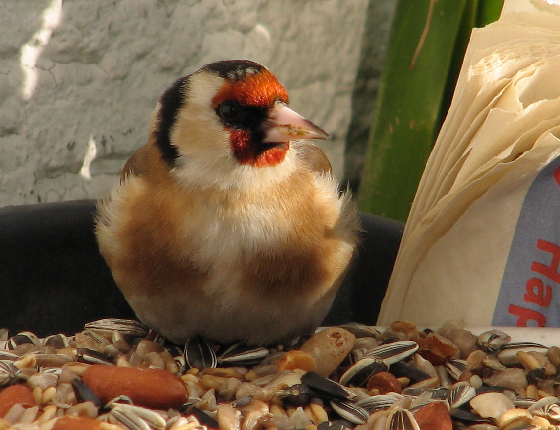 goldfinch009 