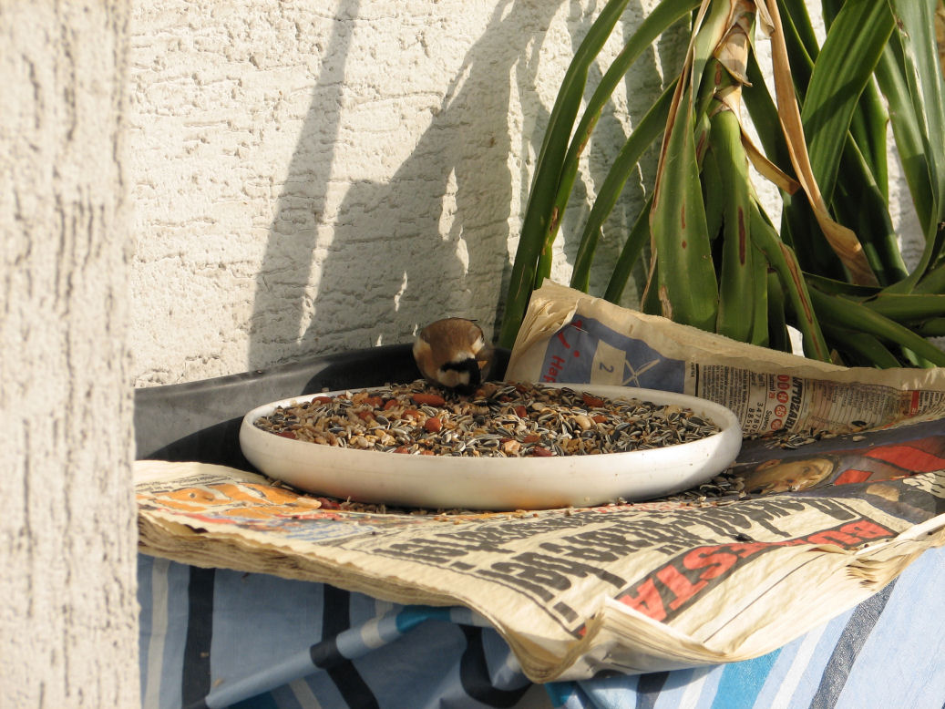 goldfinch010 