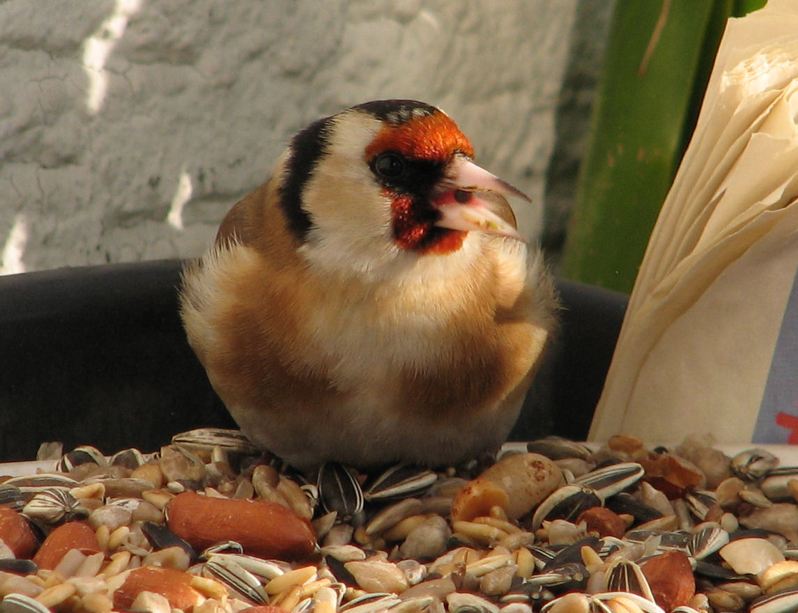 goldfinch011 