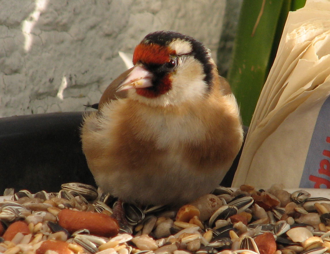 goldfinch012 