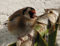 goldfinch001 