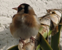 goldfinch002 
