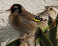 goldfinch003 