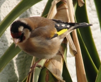 goldfinch004 