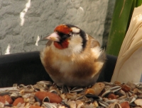 goldfinch008 