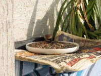 goldfinch010 