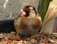 goldfinch012 
