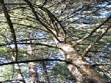 Click to see cal31.jpg