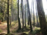 Click to see cal34.jpg