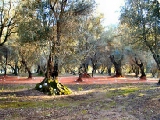 Click to see cal43.jpg