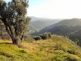 Click to see cal45.jpg